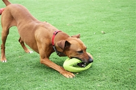 Happy Pet Grubber Interactieve Rugbybal 26 x 13 x 13 cm