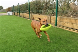 Happy Pet Grubber Interactieve Rugbybal 26 x 13 x 13 cm